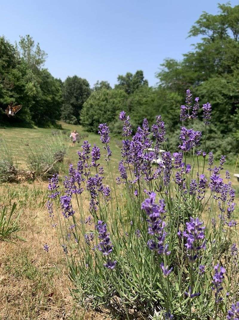 Farmhouse Harvest Lavender Farm, Benton