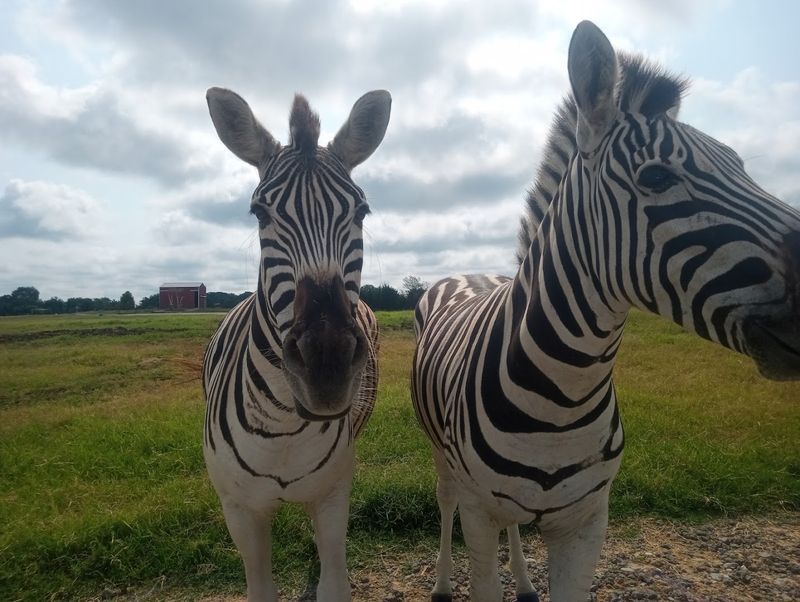 Tennessee Safari Park, Alamo