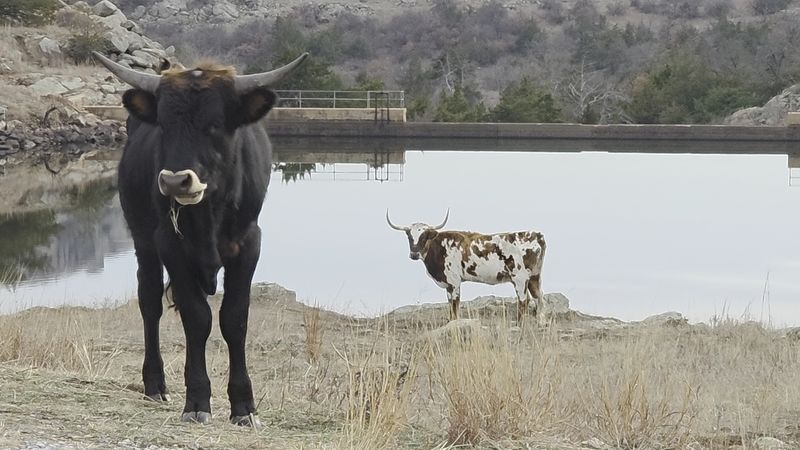 Texas Longhorn Cattle On The Prairie Texas Longhorn Cattle On The Prairie