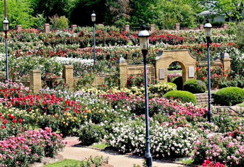 Texas Rose Festival, Tyler Texas Rose Festival, Tyler