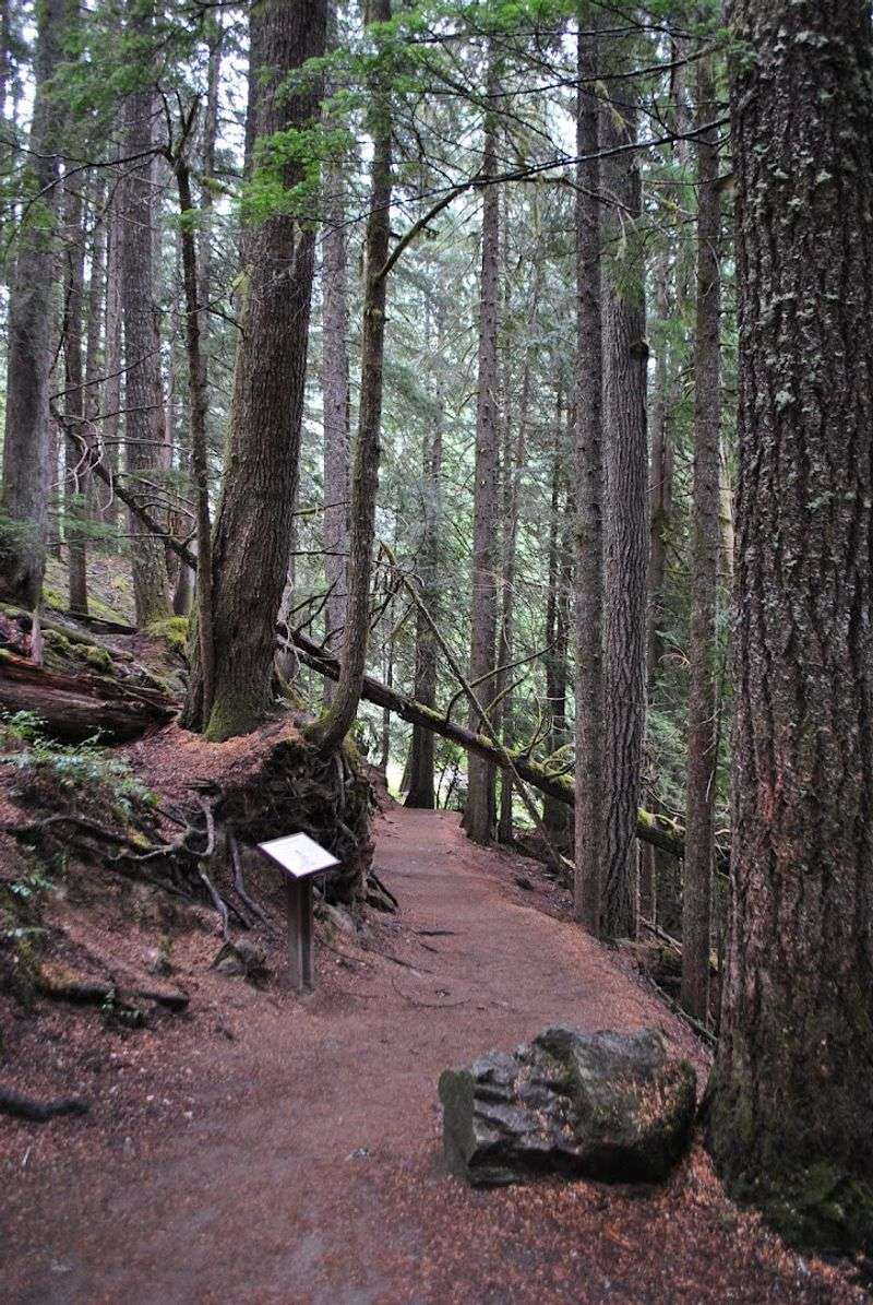 Entering The Wonderland Trail From A Quieter Door
