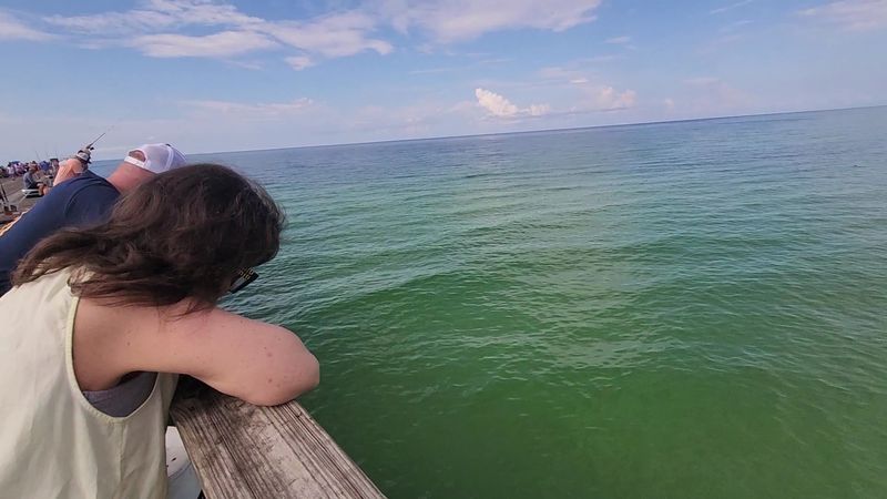 Sea turtles, dolphins, and the Wildlife You'll Actually See