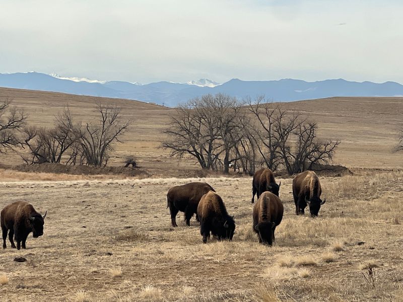 The 11 Mile Drive Makes Wildlife Watching Simple