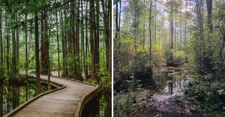 The 1,150-Foot Boardwalk At This South Carolina State Park Takes You Into A Hidden Paradise
