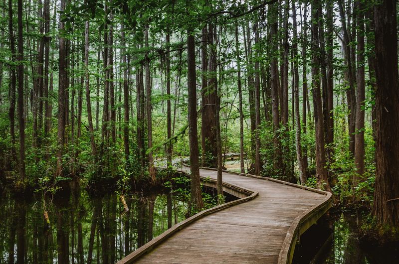 A Rare Carolina Bay Ecosystem Preserved In Plain Sight