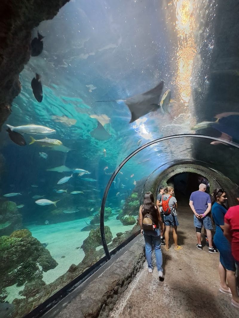 500-Plus Species Across Freshwater And Saltwater Exhibits