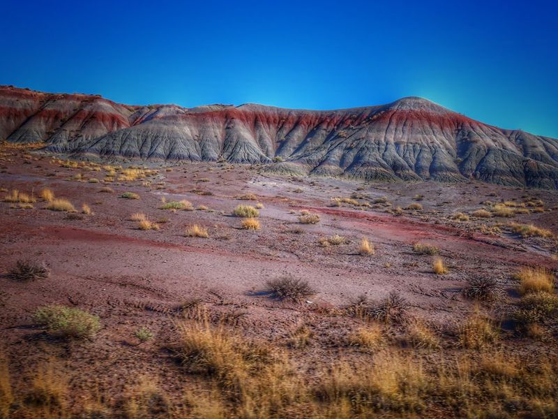 Wildlife Hiding In Plain Sight Across The Desert