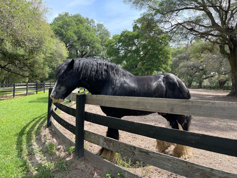 The 40-Acre Farm Setting