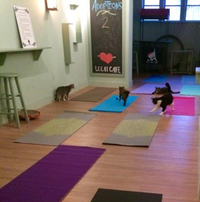 Over 350 Cats Found Forever Homes In 2024 Alone