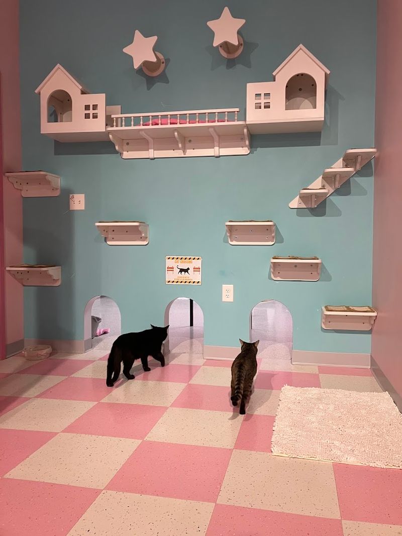 Cleanliness and Cat Care: Impressively Well-Maintained