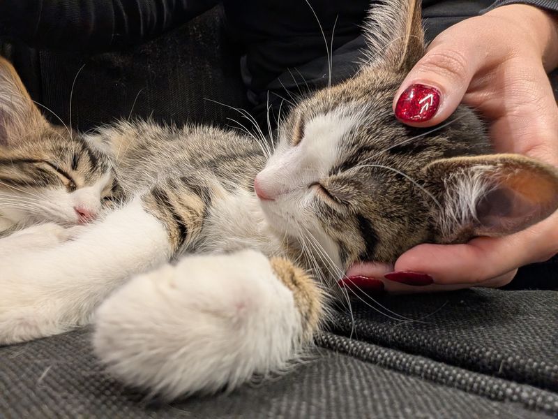 The Adoption Path, Step By Step