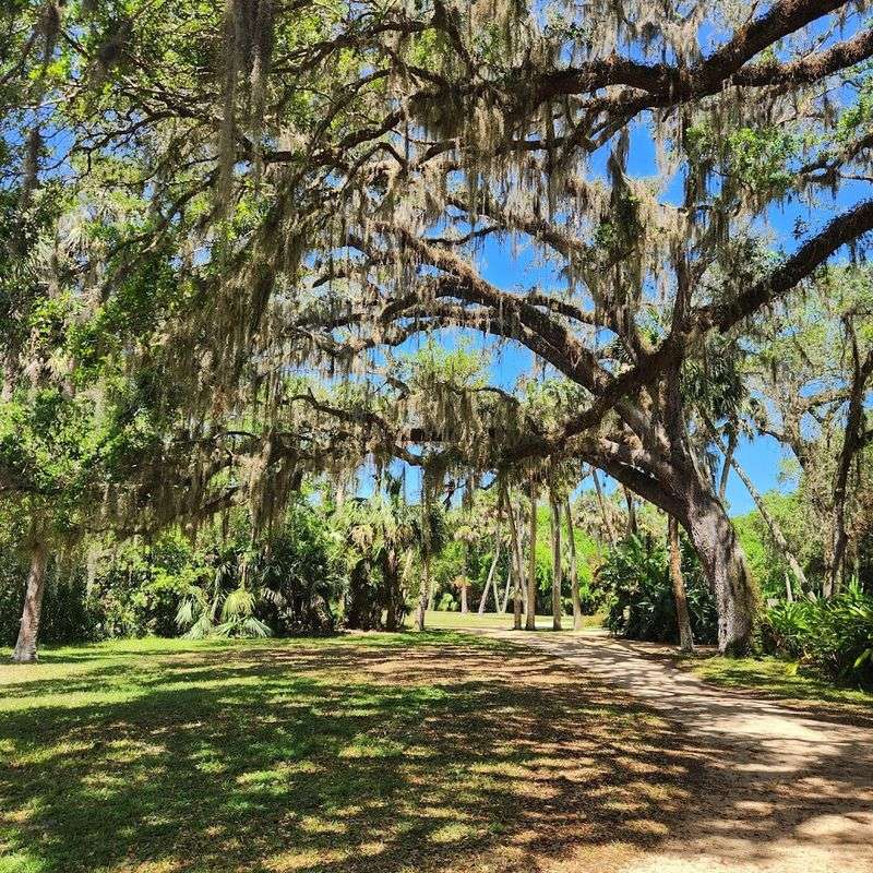 The Ancient Live Oaks And Nature Trails