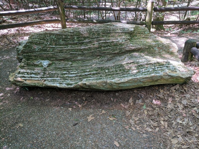 The Ancient Petrification Process That Took 36 Million Years The Ancient Petrification Process That Took 36 Million Years