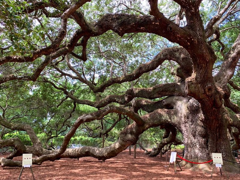 The Angel Oak Is Estimated To Be Between 400 And 500 Years Old