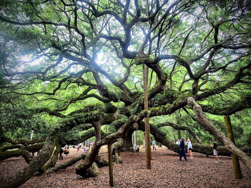 The Angel Oak Is Estimated To Be Between 400 And 500 Years Old