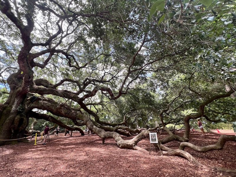 The Angel Oak Is Owned And Protected By The City Of Charleston