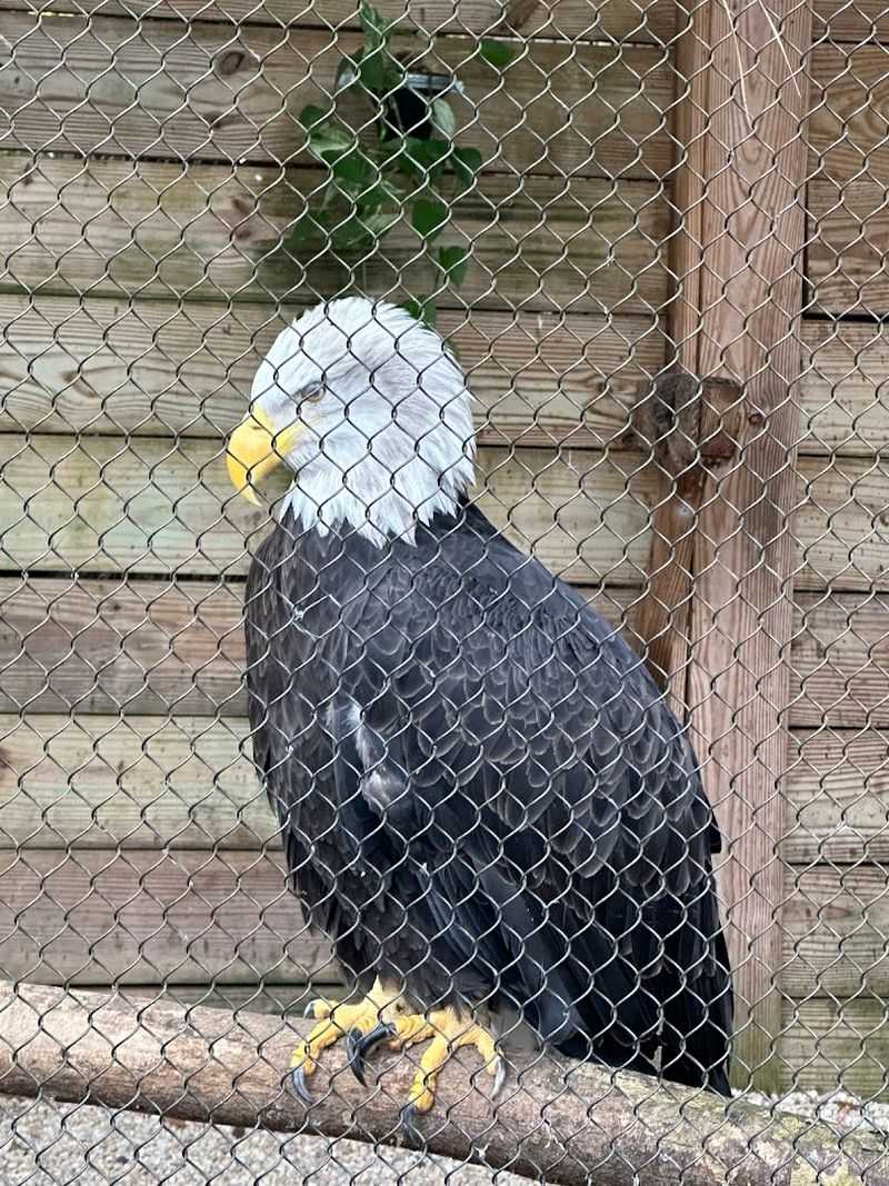 The Animal Forest Showcases Native Species Up Close