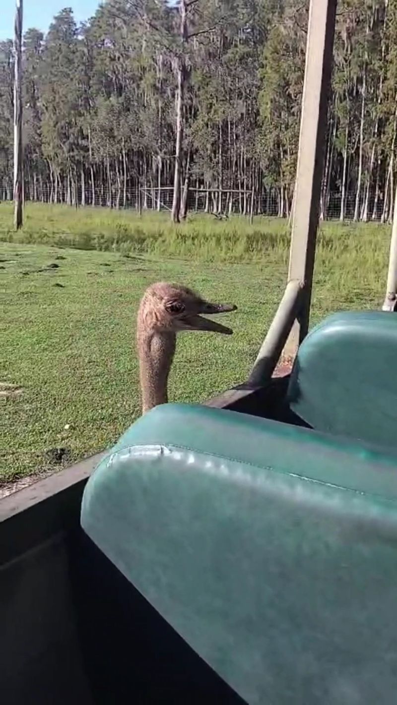 The Animals Roam Freely Across The Property Without Cages Or Barriers The Animals Roam Freely Across The Property Without Cages Or Barriers