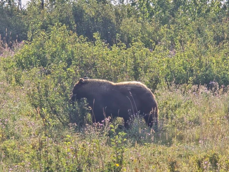 The Animals That Call This Place Home