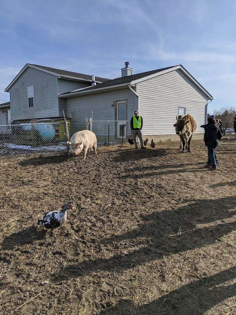 The Animals You Will Meet