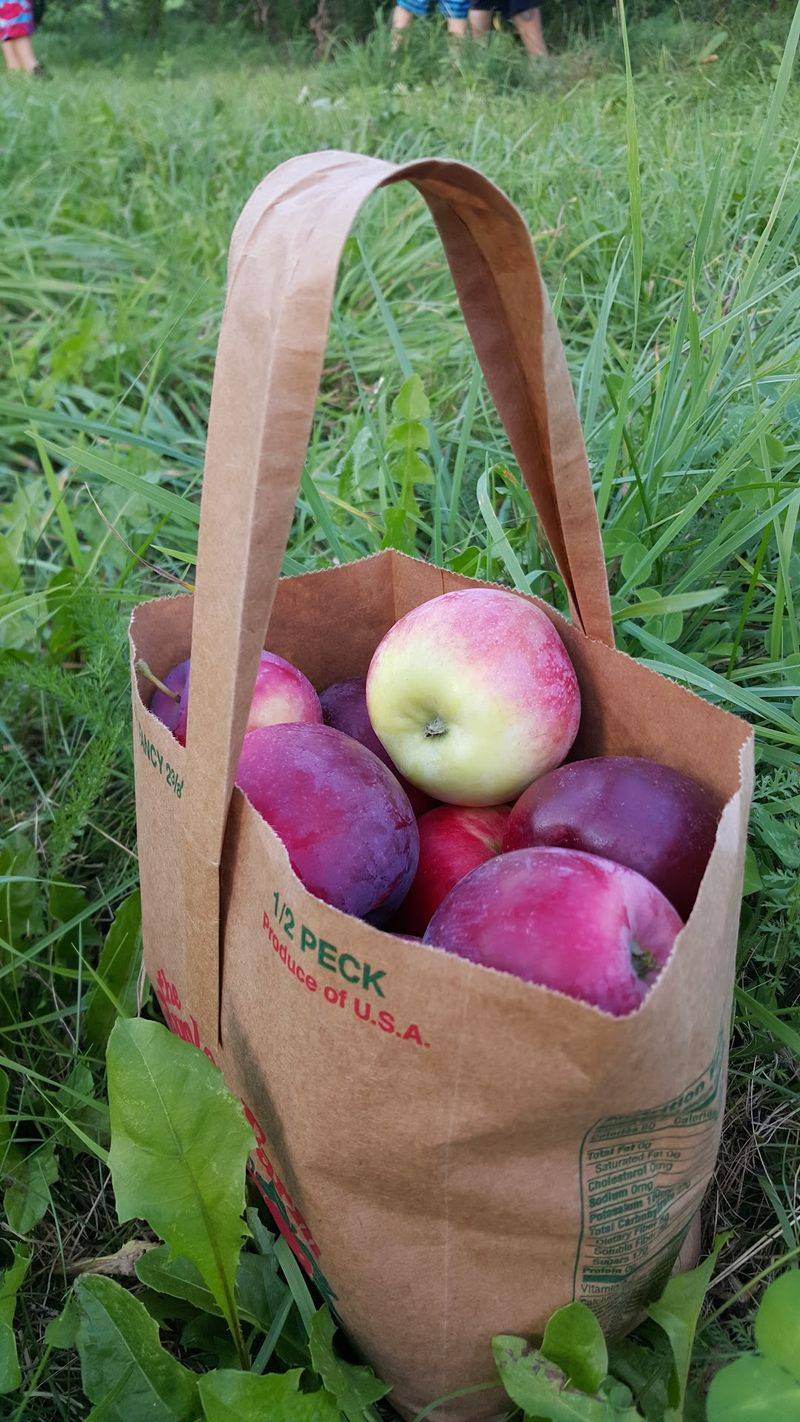 The Apple Farm, Fairfield