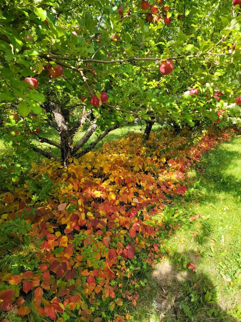 The Apple Farm, Fairfield The Apple Farm, Fairfield