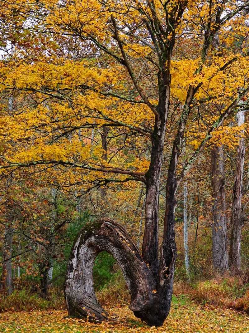 The Arch Tree And Scenic Natural Features