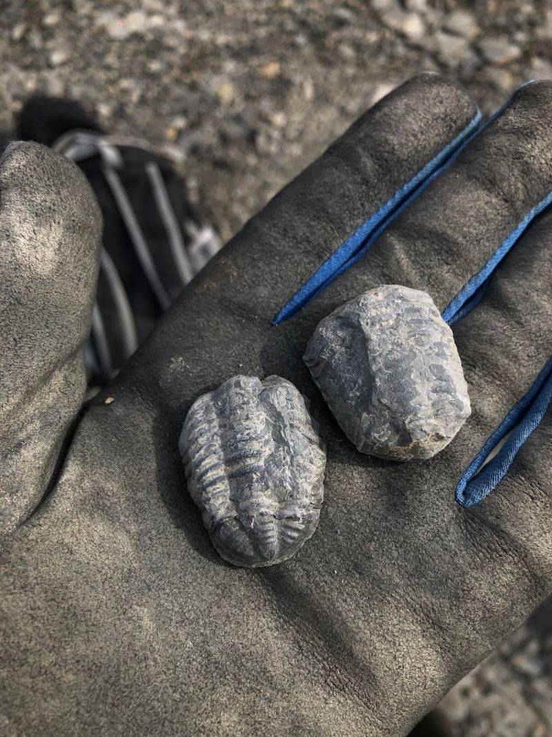 Trilobites Have Actually Been Found Here