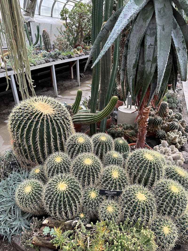 The Arid West End Succulent Collection The Arid West End Succulent Collection