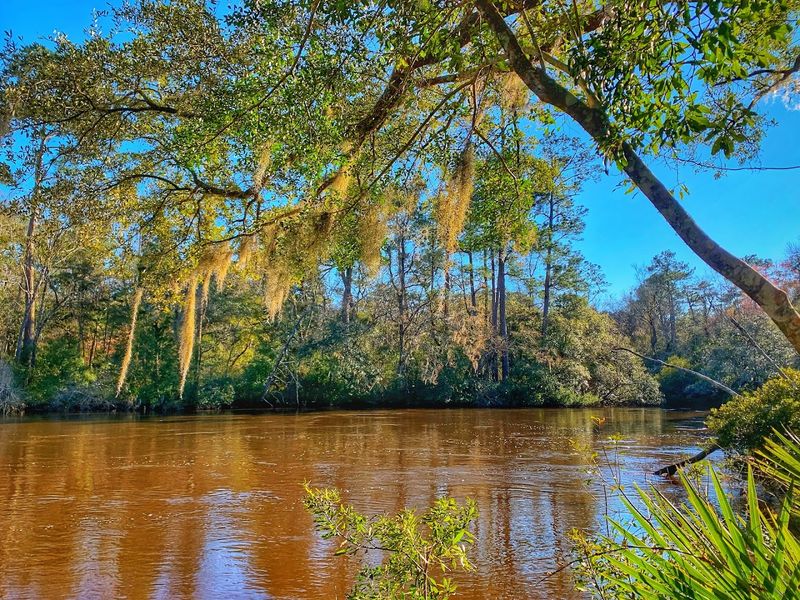 The Ashley River Setting That Makes It All Eerier