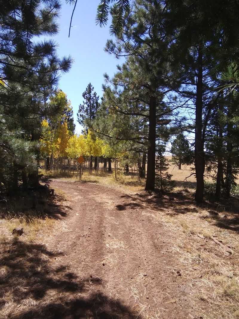 The Aspens That Steal The Show