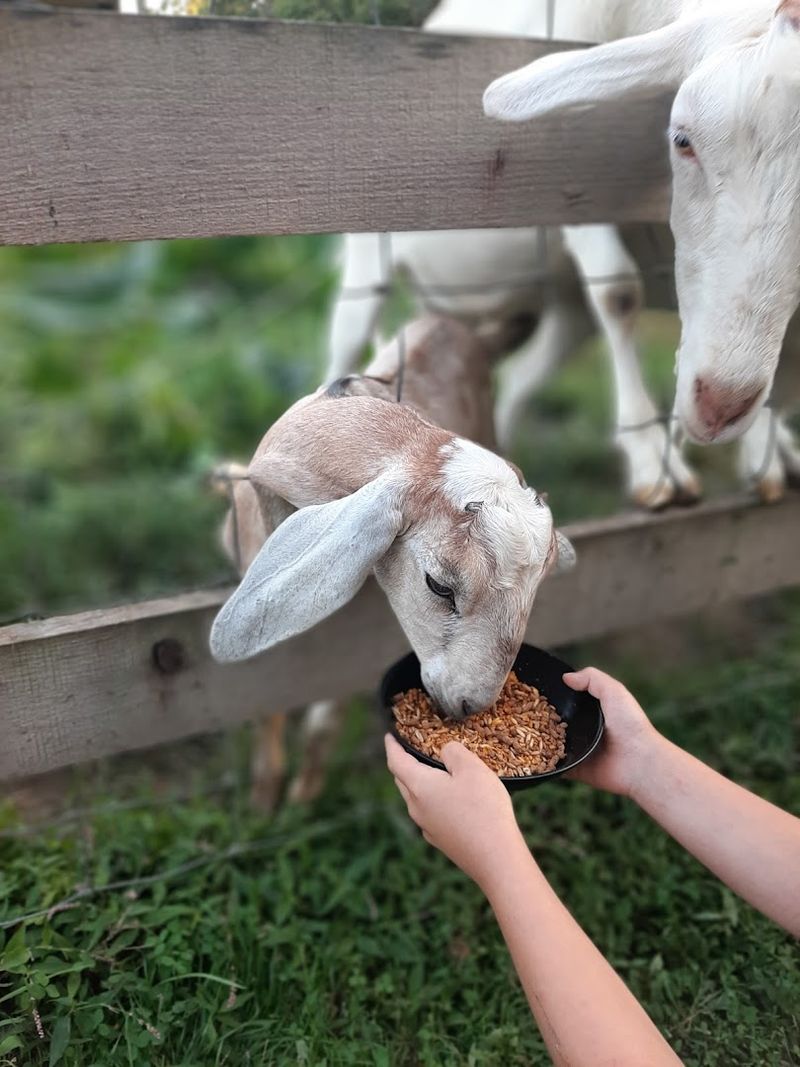 The Grounds, The Goats, And The General Store