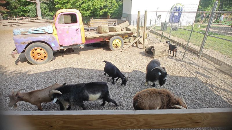 The Goats Outside Are a Genuine Surprise