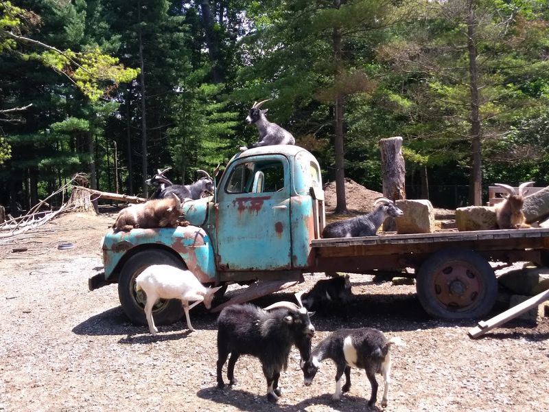 The Petting Zoo and Goat Pen Outside