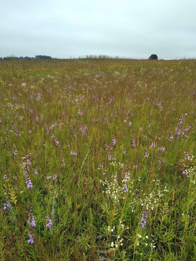 Remnant Prairies That Predate European Settlement