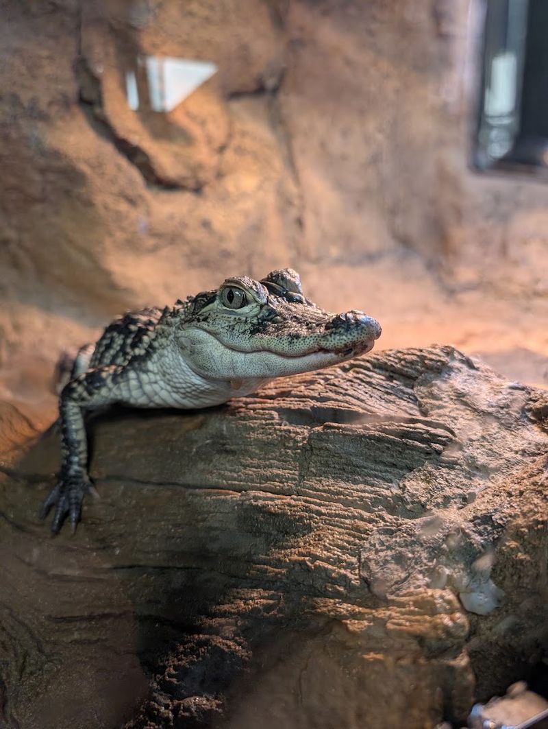 The Baby Alligators Are The Headline For A Reason