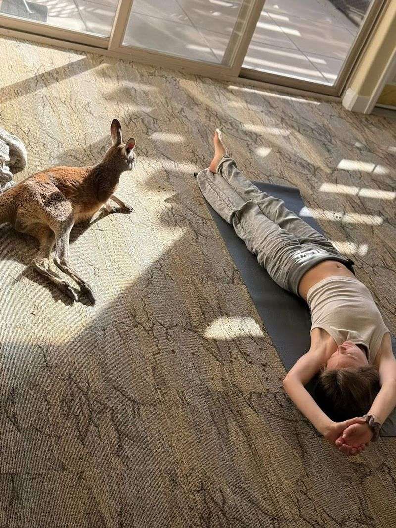 Kangaroo Yoga: The Most Unexpectedly Relaxing Hour You Will Spend in Colorado