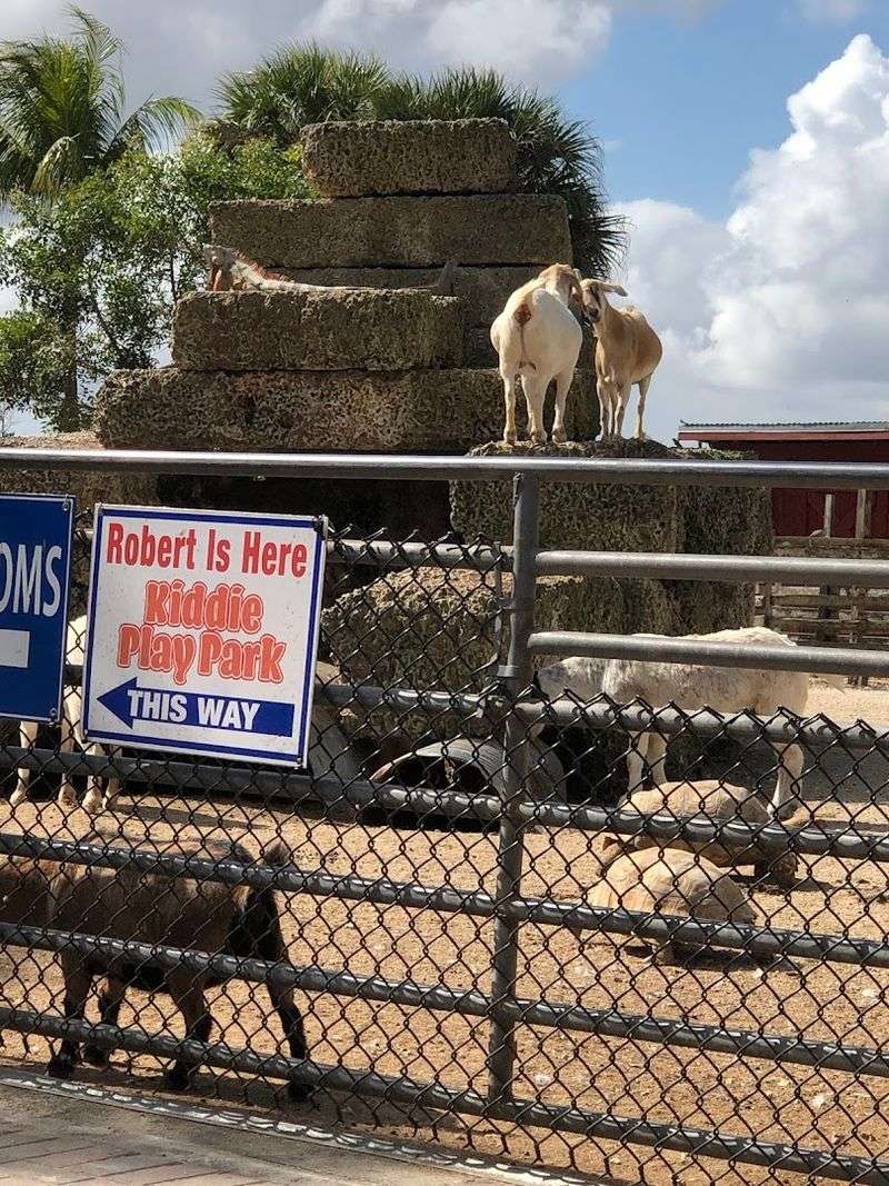 The Backyard Animal Area That Catches Everyone Off Guard The Backyard Animal Area That Catches Everyone Off Guard