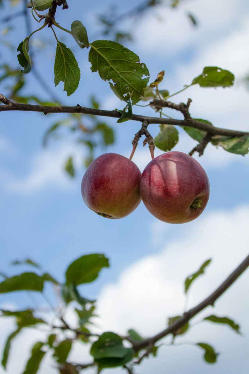 Apple Picking Season Is A Full-On Event