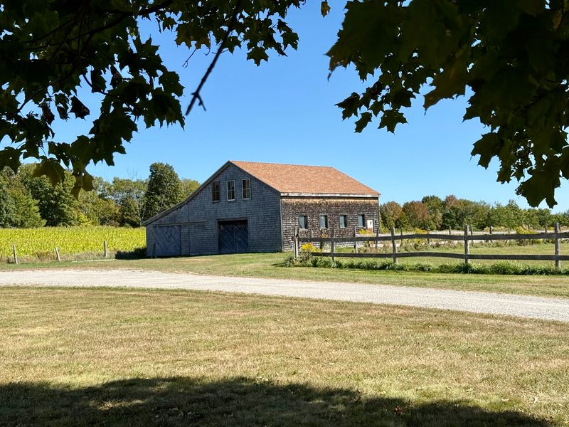 The Barn Crowd Includes Oxen, Pigs, And Plenty Of Poultry