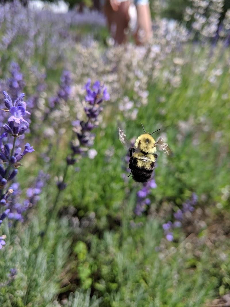 Pollinators, Wildflowers, And The Ecosystem 