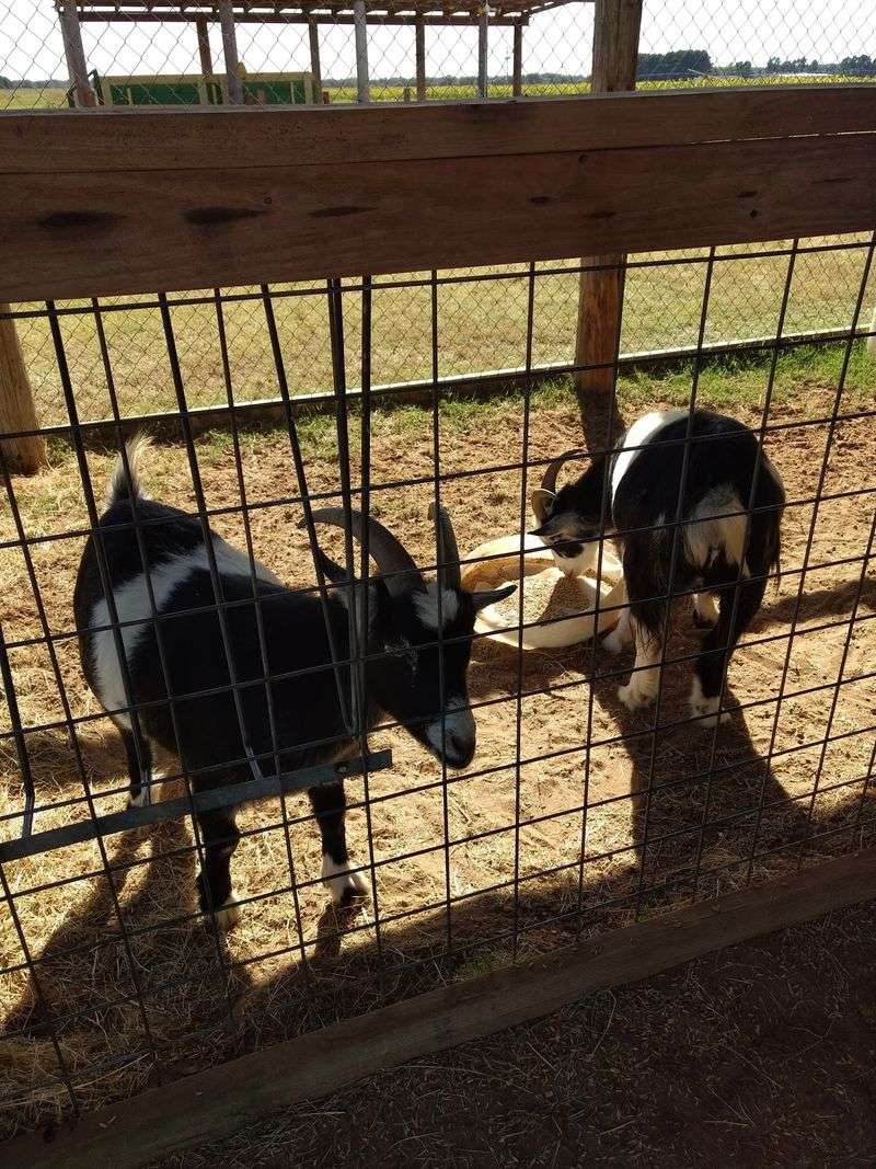 The Barnyard Keeps The Farm Feeling Lively
