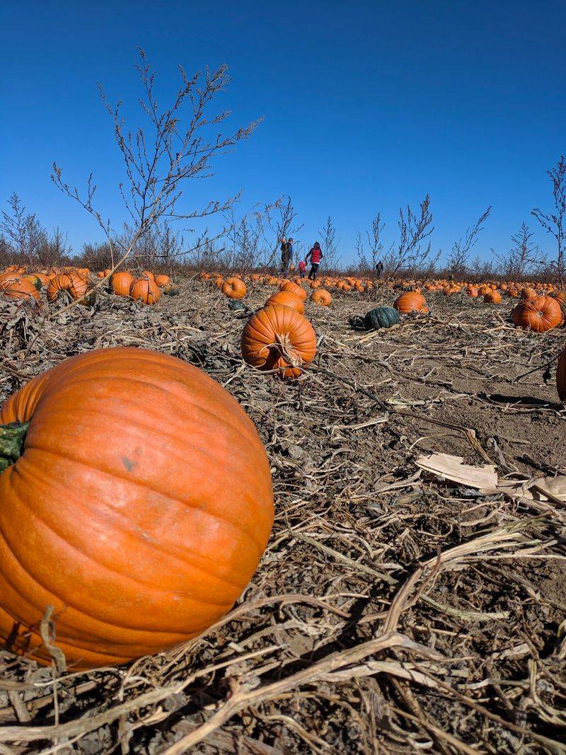 The Bartels Farm, Fort Collins, CO