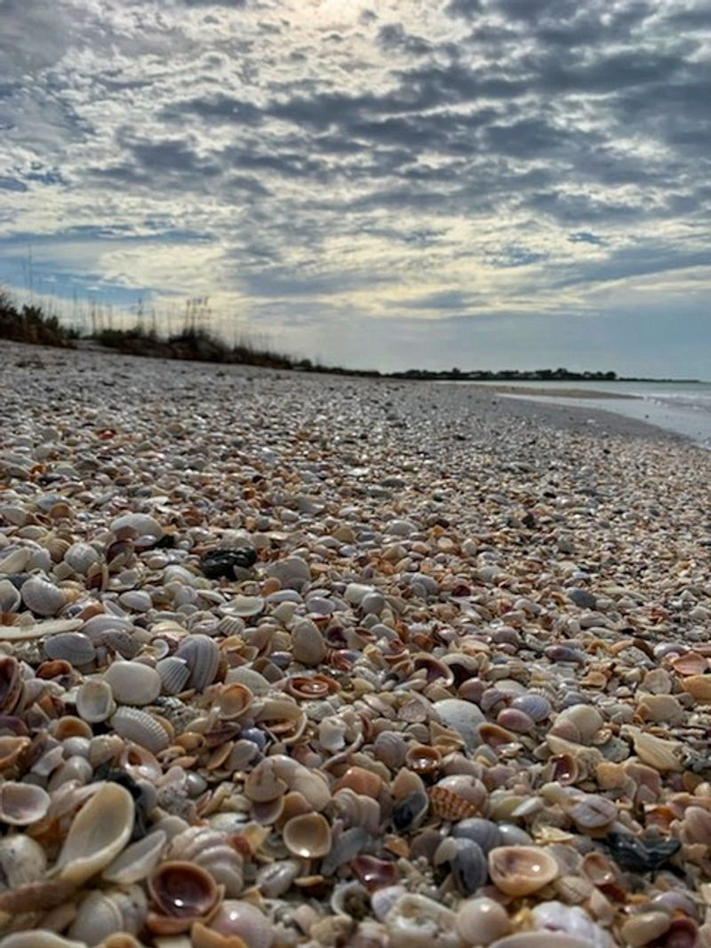The Beach Is Loaded With Shells And Shark Teeth The Beach Is Loaded With Shells And Shark Teeth
