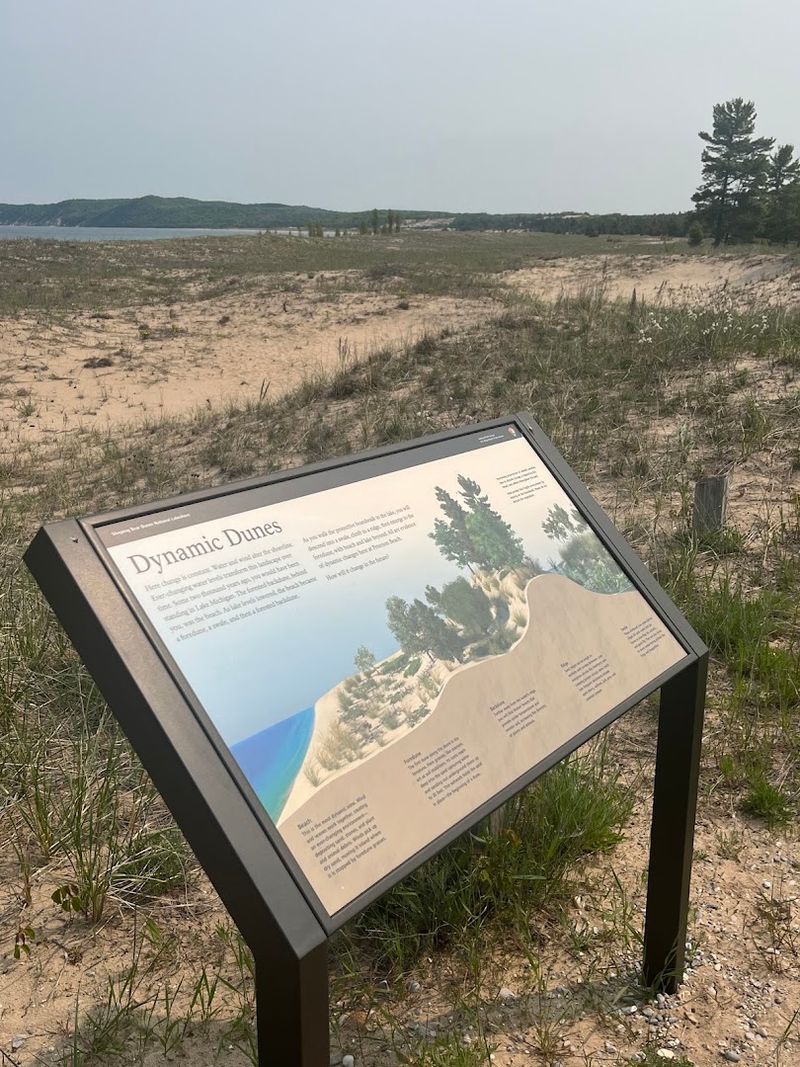 The Beach That Protects Birds