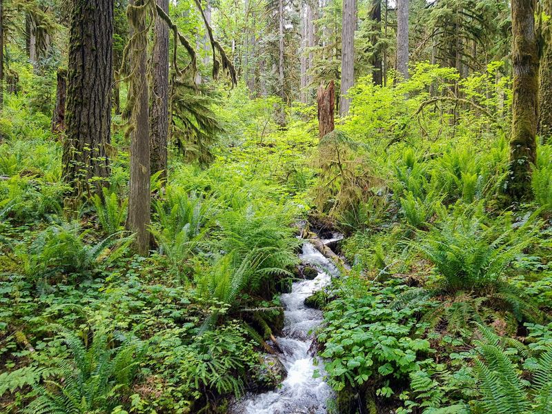 The Beloved Fern Creek Loop The Beloved Fern Creek Loop