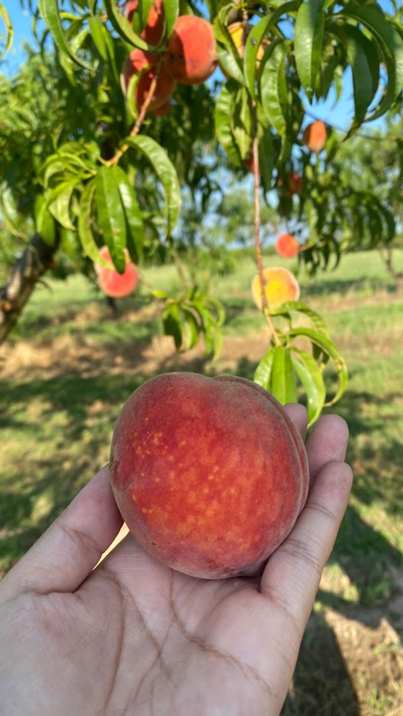 Taylor's Orchard, Gentry