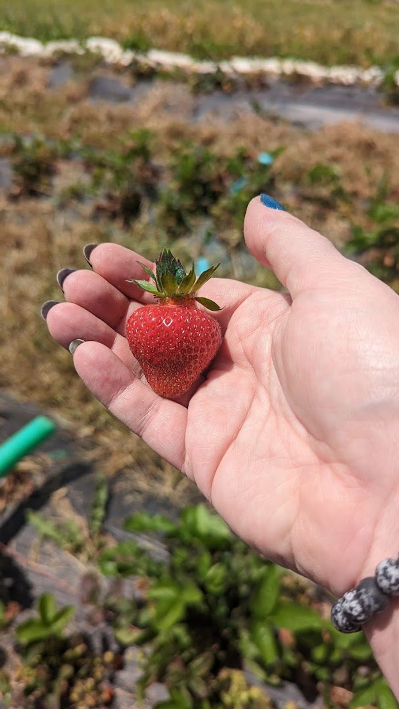 The Berry Farm, Richwood, OH