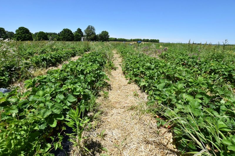 The Berry Patch, West Liberty, OH
