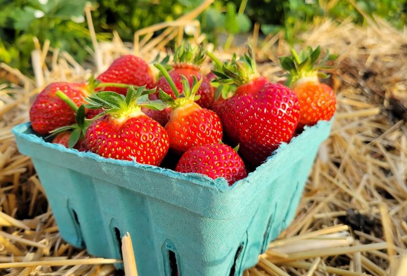 The Berry Picking Here Is A Whole Different Experience